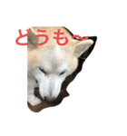キュートな柴犬（個別スタンプ：5）