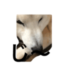 キュートな柴犬（個別スタンプ：6）