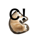 キュートな柴犬（個別スタンプ：7）