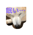 キュートな柴犬（個別スタンプ：8）