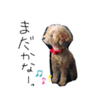 素朴なトイプードル【あずき】（個別スタンプ：14）
