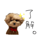 素朴なトイプードル【あずき】（個別スタンプ：15）