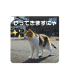 愛しきにゃんズの日々（個別スタンプ：1）