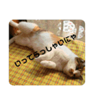 愛しきにゃんズの日々（個別スタンプ：2）