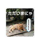 愛しきにゃんズの日々（個別スタンプ：3）