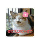 愛しきにゃんズの日々（個別スタンプ：4）