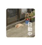 愛しきにゃんズの日々（個別スタンプ：5）