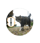 愛しきにゃんズの日々（個別スタンプ：7）