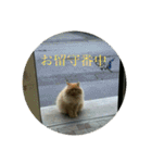 愛しきにゃんズの日々（個別スタンプ：8）