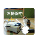 愛しきにゃんズの日々（個別スタンプ：9）