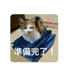 愛しきにゃんズの日々（個別スタンプ：10）