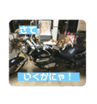 愛しきにゃんズの日々（個別スタンプ：11）