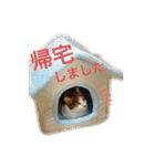愛しきにゃんズの日々（個別スタンプ：13）