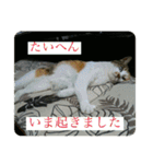 愛しきにゃんズの日々（個別スタンプ：16）