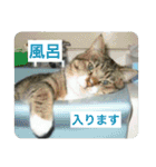 愛しきにゃんズの日々（個別スタンプ：17）