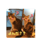 愛しきにゃんズの日々（個別スタンプ：21）