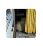 愛しきにゃんズの日々（個別スタンプ：25）