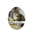 愛しきにゃんズの日々（個別スタンプ：30）