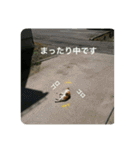 愛しきにゃんズの日々（個別スタンプ：31）