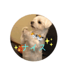 寺犬ゴン太 本昌寺（個別スタンプ：1）