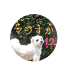 寺犬ゴン太 本昌寺（個別スタンプ：5）