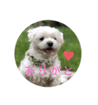 寺犬ゴン太 本昌寺（個別スタンプ：7）