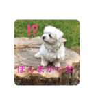 寺犬ゴン太 本昌寺（個別スタンプ：10）