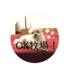 寺犬ゴン太 本昌寺（個別スタンプ：11）