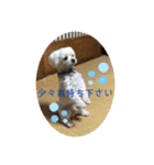 寺犬ゴン太 本昌寺（個別スタンプ：13）