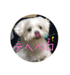 寺犬ゴン太 本昌寺（個別スタンプ：16）