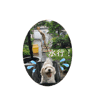 寺犬ゴン太 本昌寺（個別スタンプ：19）