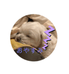 寺犬ゴン太 本昌寺（個別スタンプ：20）