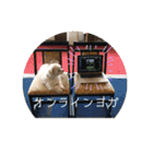 寺犬ゴン太 本昌寺（個別スタンプ：21）