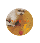 寺犬ゴン太 本昌寺（個別スタンプ：23）
