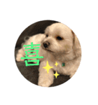寺犬ゴン太 本昌寺（個別スタンプ：26）