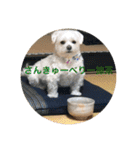 寺犬ゴン太 本昌寺（個別スタンプ：28）