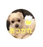 寺犬ゴン太 本昌寺（個別スタンプ：29）
