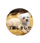 寺犬ゴン太 本昌寺（個別スタンプ：32）