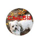 寺犬ゴン太 本昌寺（個別スタンプ：33）