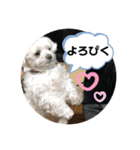 寺犬ゴン太 本昌寺（個別スタンプ：35）
