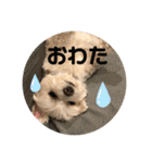寺犬ゴン太 本昌寺（個別スタンプ：37）