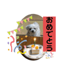 寺犬ゴン太 本昌寺（個別スタンプ：39）