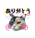 ジョバとグとポン（個別スタンプ：1）
