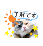 ジョバとグとポン（個別スタンプ：3）