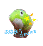 愛すべきインコ達（個別スタンプ：1）