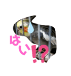 愛すべきインコ達（個別スタンプ：6）