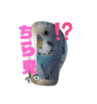 愛すべきインコ達（個別スタンプ：9）