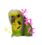 愛すべきインコ達（個別スタンプ：10）