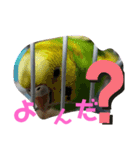 愛すべきインコ達（個別スタンプ：11）