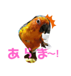 愛すべきインコ達（個別スタンプ：12）